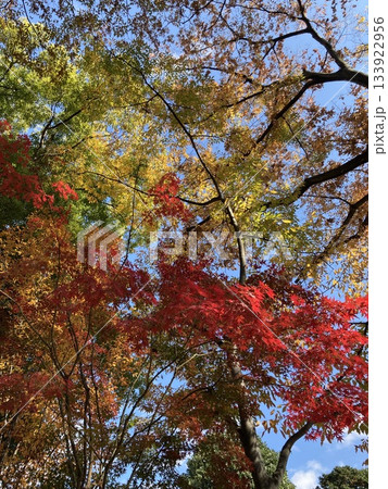 秋晴れの中の紅葉 秋晴れの中の紅葉 133922956