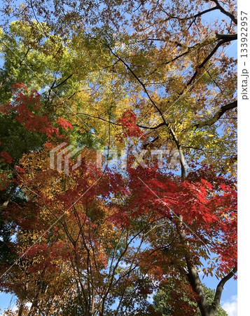 秋晴れの中の紅葉 秋晴れの中の紅葉 133922957