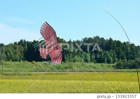 秋風を受けてのんびりと空を舞う鳥よけカイト 秋風を受けてのんびりと空を舞う鳥よけカイト 133923357