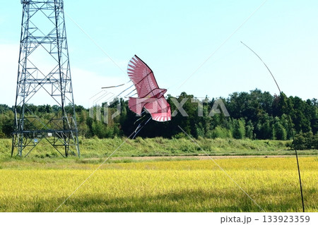 秋風を受けてのんびりと空を舞う鳥よけカイト 秋風を受けてのんびりと空を舞う鳥よけカイト 133923359