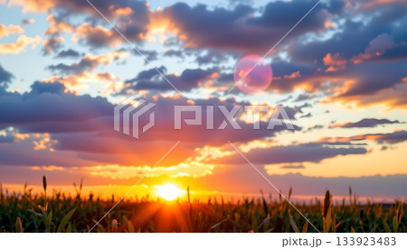 A serene sunset in an agricultural field 133923483