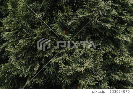 Cypress tree background. Cypress branches close up. Cypress tree background. Cypress branches close up. 133924070
