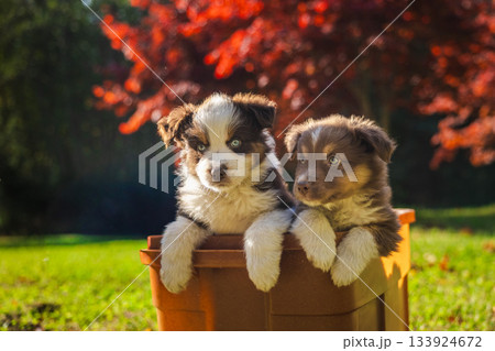 Two adorable Australian Shepherd puppies sitting together in a brown box outdoors on a sunny day with red autumn leaves in the background 133924672