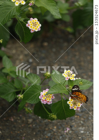 日本の草花 日本の草花 133924673