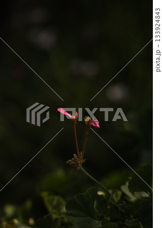 日本の草花 133924843