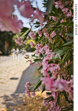 日本の草花 日本の草花 133924845