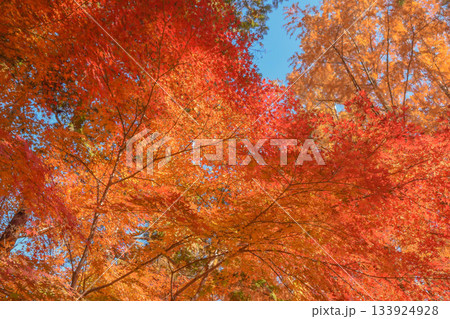 秋色 輝く紅葉 秋色 輝く紅葉 133924928