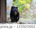 広島市安佐動物公園のツキノワグマ 133925002