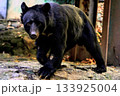 広島市安佐動物公園のツキノワグマ 133925004