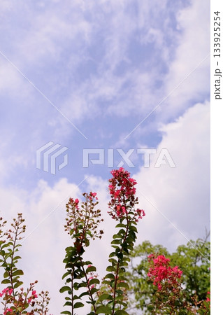 鮮やか 百日紅の花 鮮やか 百日紅の花 133925254