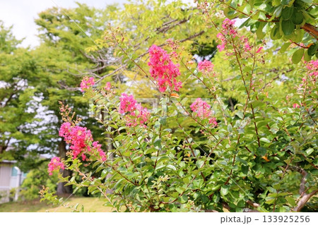 鮮やか 百日紅の花 鮮やか 百日紅の花 133925256