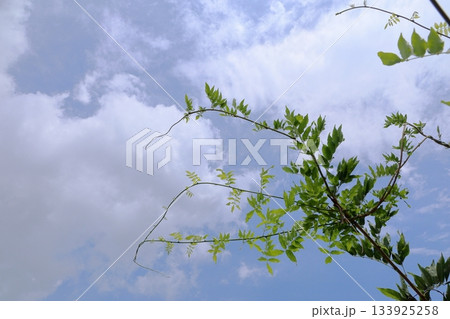 爽やか　フジの葉 133925258