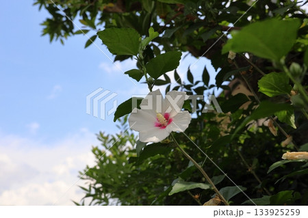 爽やか　ムクゲの花 133925259