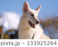 犬のポートレート 133925264