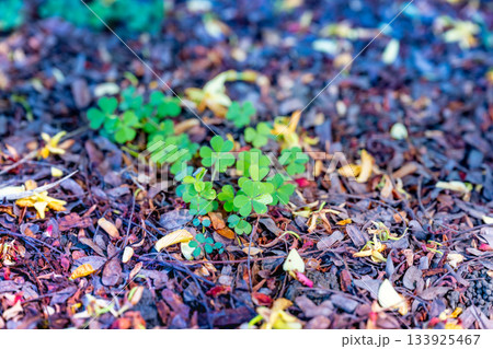 オキザリス ミヤマカタバミ カタバミ属 133925467