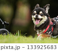 犬のポートレート 133925683