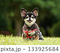 犬のポートレート 133925684