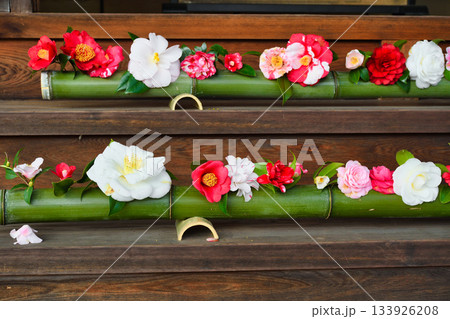 京都　霊鑑寺　春の特別拝観　美しい椿の花（京都府京都市左京区） 133926208