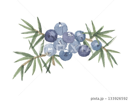 水彩で描いたジュニパーベリー 133926592
