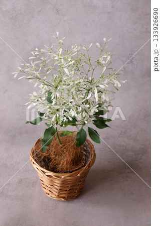 ユーフォルビア ユーフォルビア 133926690