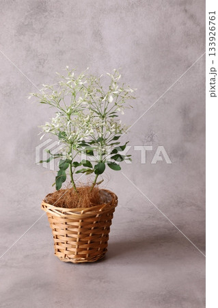 ユーフォルビア ユーフォルビア 133926761