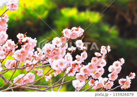 春を告げる清々しい満開の白梅 133926879