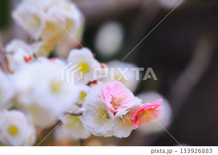 源平咲きの可憐な梅の花 133926883
