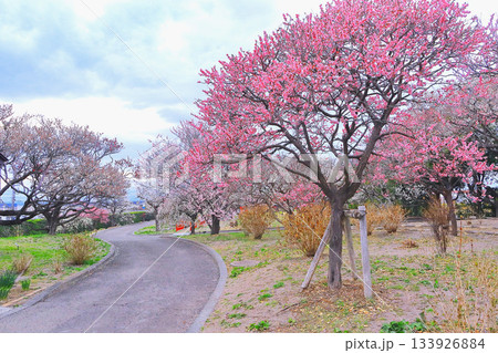 梅園を彩る満開の紅梅と白梅 梅園を彩る満開の紅梅と白梅 133926884