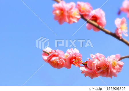 快晴の青空と美しいピンクの梅の花 快晴の青空と美しいピンクの梅の花 133926895