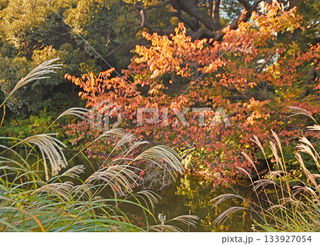 紅葉の庭園 133927054