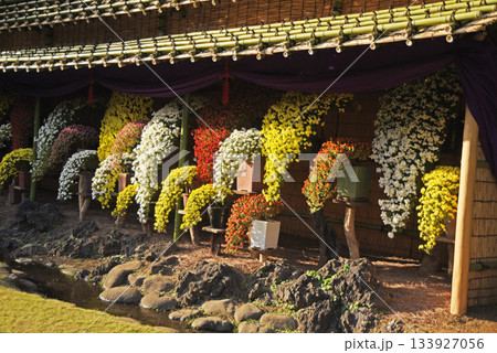 秋花壇 秋花壇 133927056