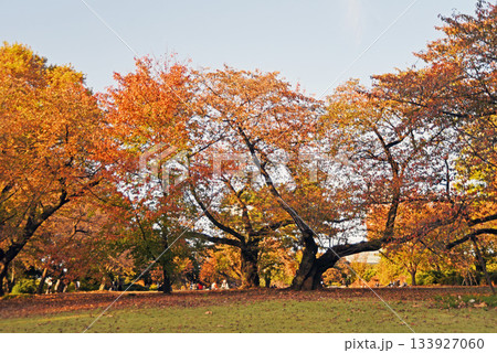 紅葉樹林 133927060