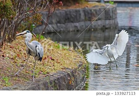 野鳥公園 野鳥公園 133927113