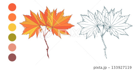 Set of hand-drawn fall colored red yellow maple gold leaves branch and autumn color palette isolated on white background. Flat and line styles vector illustration Set of hand-drawn fall colored red yellow maple gold leaves branch and autumn color palette isolated on white background. Flat and line styles vector illustration 133927119