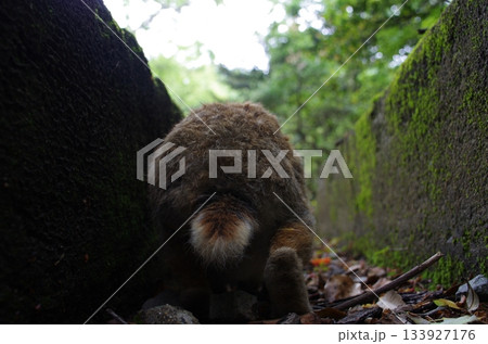 ふさふさの逃走:ウサギのお尻 ふさふさの逃走:ウサギのお尻 133927176