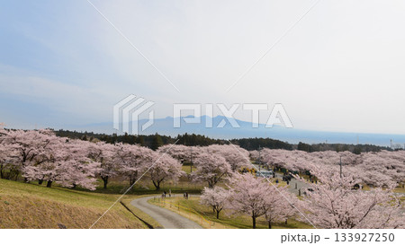 桜並木と遠方の赤城山 133927250