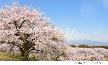 桜並木と遠方の赤城山 133927252