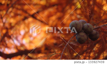 紅葉するヌマスギの葉と球果 紅葉するヌマスギの葉と球果 133927439