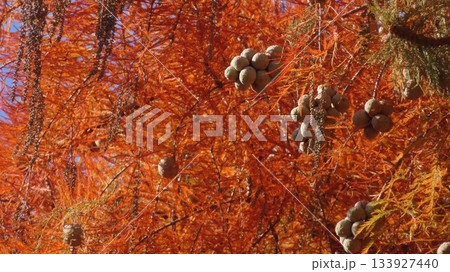 紅葉するヌマスギの葉と球果 133927440
