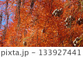 紅葉するヌマスギの葉と球果 133927441