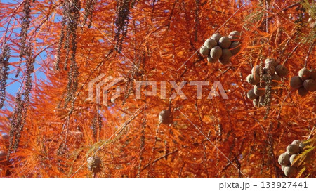 紅葉するヌマスギの葉と球果 紅葉するヌマスギの葉と球果 133927441