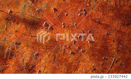 紅葉するヌマスギの葉と球果 紅葉するヌマスギの葉と球果 133927442