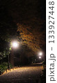 夜の公園　街灯と銀杏 133927448