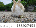 砂利の上でキャベツを食べる茶白のうさぎ 133927453