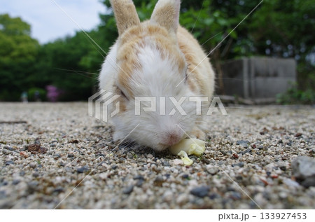 砂利の上でキャベツを食べる茶白のうさぎ 133927453