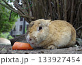島の自然に溶け込むかわいらしいウサギ 133927454