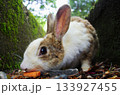 大好きなニンジンを食べるうさぎ 133927455