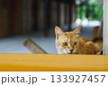 木陰と日差しの中の猫のポートレート 133927457