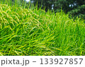 豊かに実る夏の稲穂 133927857