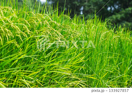 豊かに実る夏の稲穂 133927857
